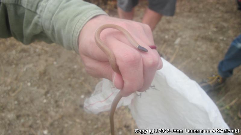 Western Black-headed Snake (Tantilla planiceps)