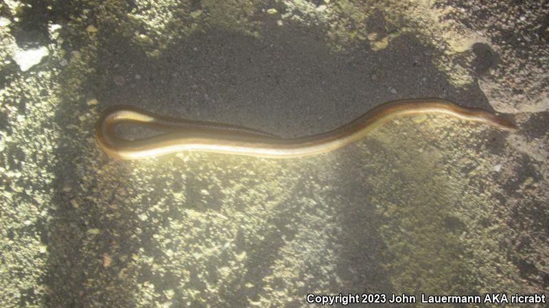 Coastal Rosy Boa (Lichanura trivirgata roseofusca)