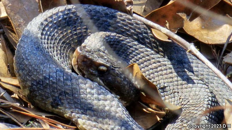 Eastern Cottonmouth (Agkistrodon piscivorus piscivorus)