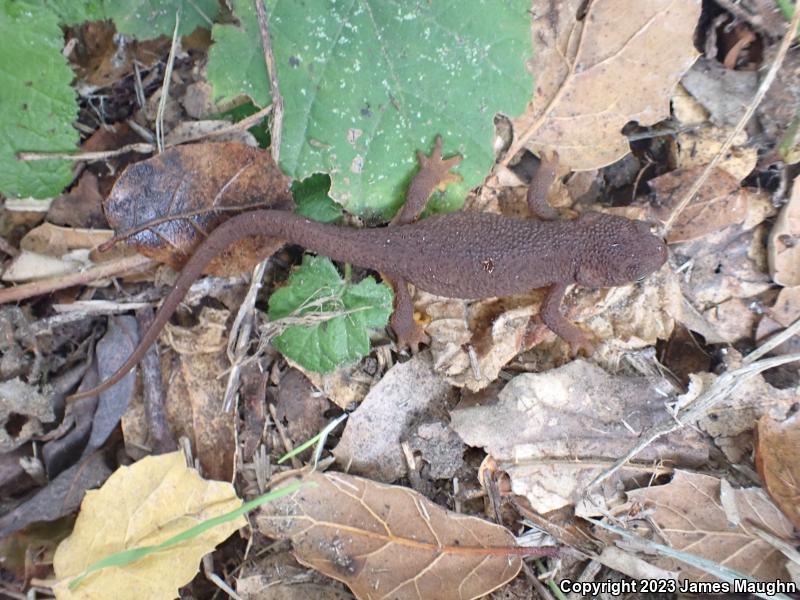 Rough-skinned Newt (Taricha granulosa)