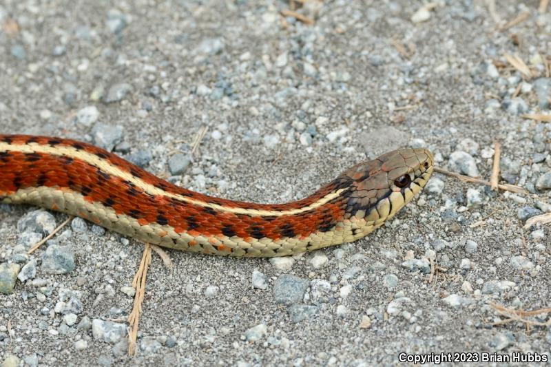 Coast Gartersnake (Thamnophis elegans terrestris)