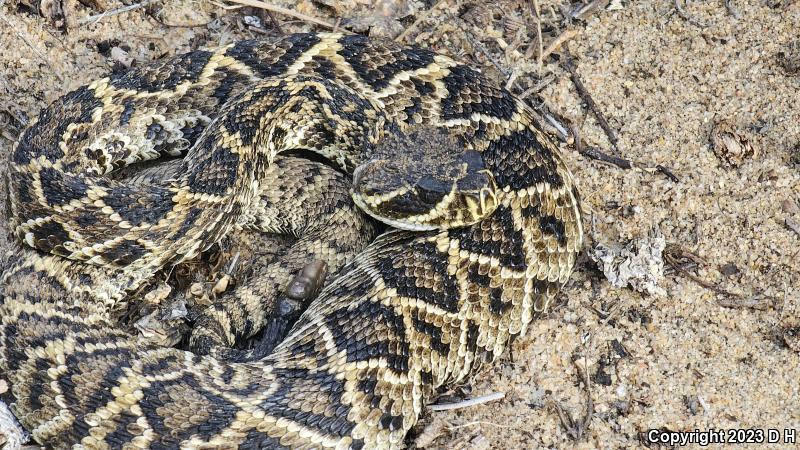 Eastern Diamond-backed Rattlesnake (Crotalus adamanteus)