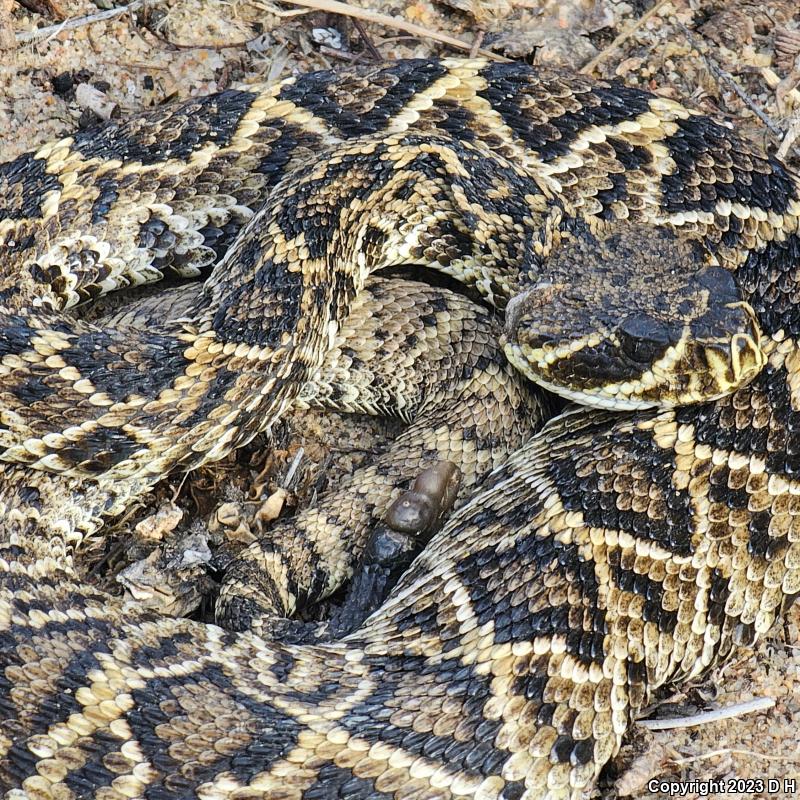 Eastern Diamond-backed Rattlesnake (Crotalus adamanteus)