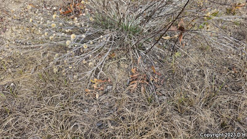 Eastern Diamond-backed Rattlesnake (Crotalus adamanteus)