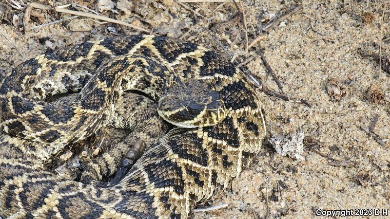 Eastern Diamond-backed Rattlesnake (Crotalus adamanteus)