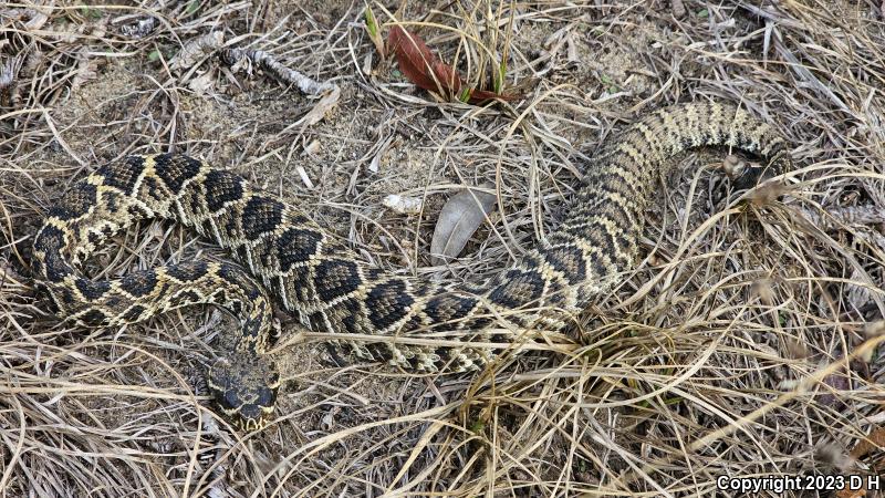 Eastern Diamond-backed Rattlesnake (Crotalus adamanteus)