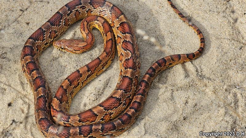 Red Cornsnake (Pantherophis guttatus)