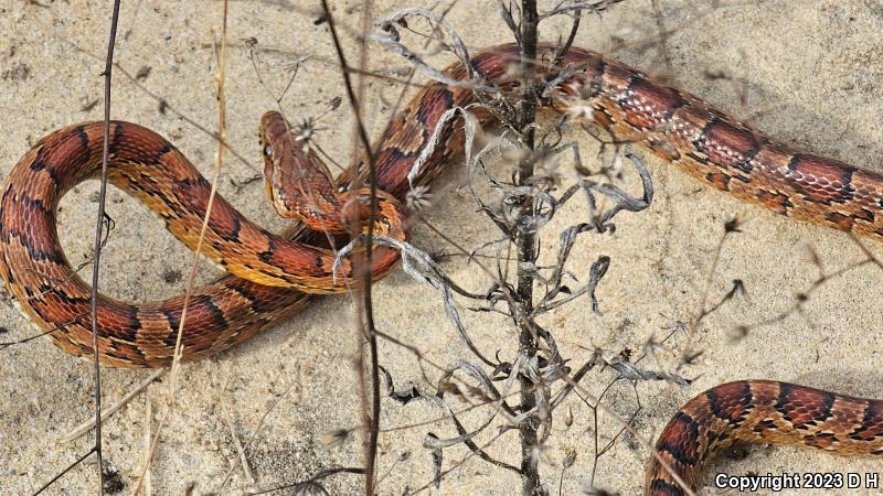 Red Cornsnake (Pantherophis guttatus)