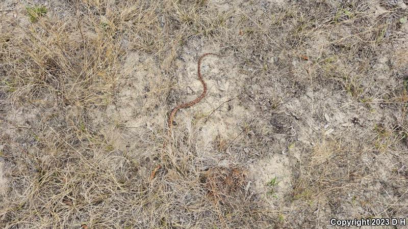 Red Cornsnake (Pantherophis guttatus)