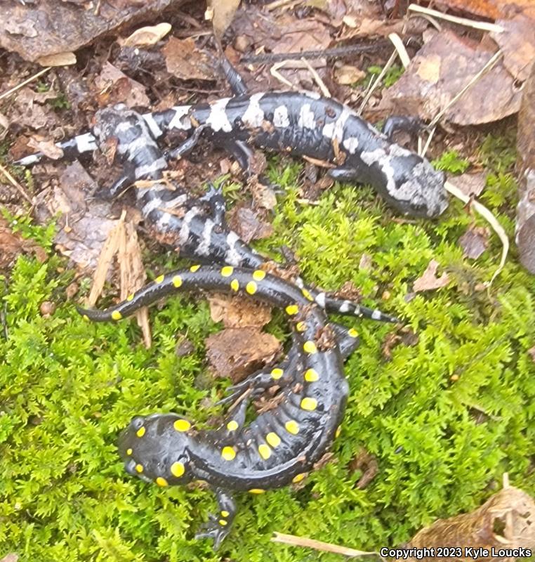 Marbled Salamander (Ambystoma opacum)