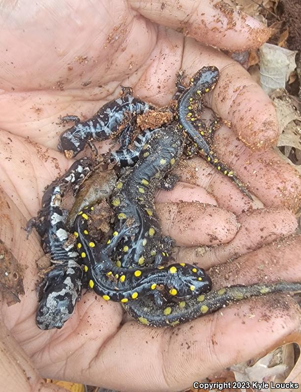 Marbled Salamander (Ambystoma opacum)