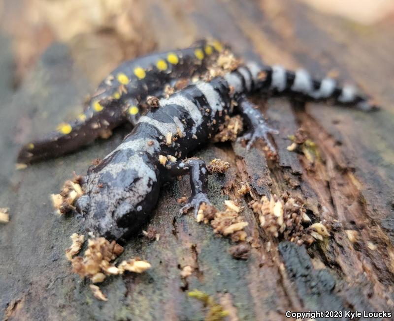 Marbled Salamander (Ambystoma opacum)