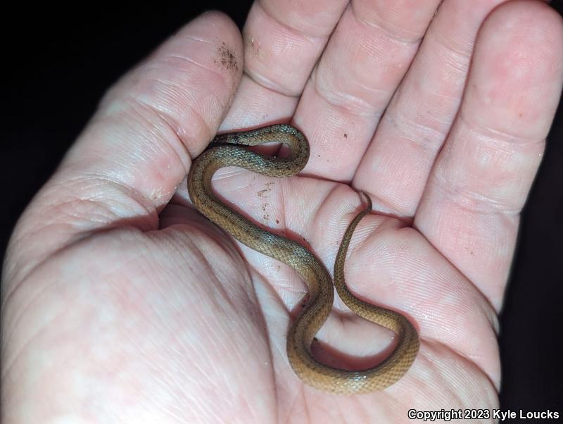 Northern Brownsnake (Storeria dekayi dekayi)