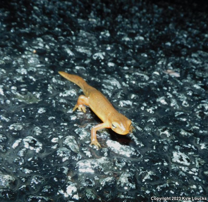 Red-Spotted Newt (Notophthalmus viridescens viridescens)