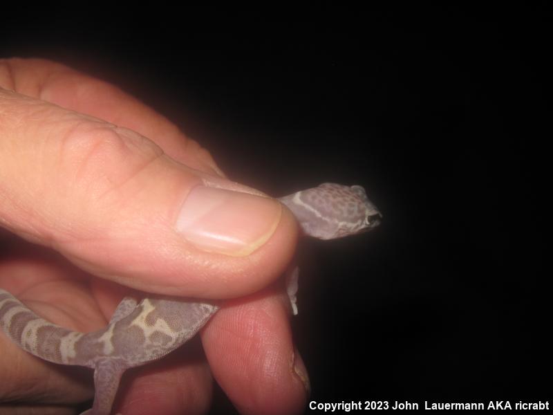 Desert Banded Gecko (Coleonyx variegatus variegatus)