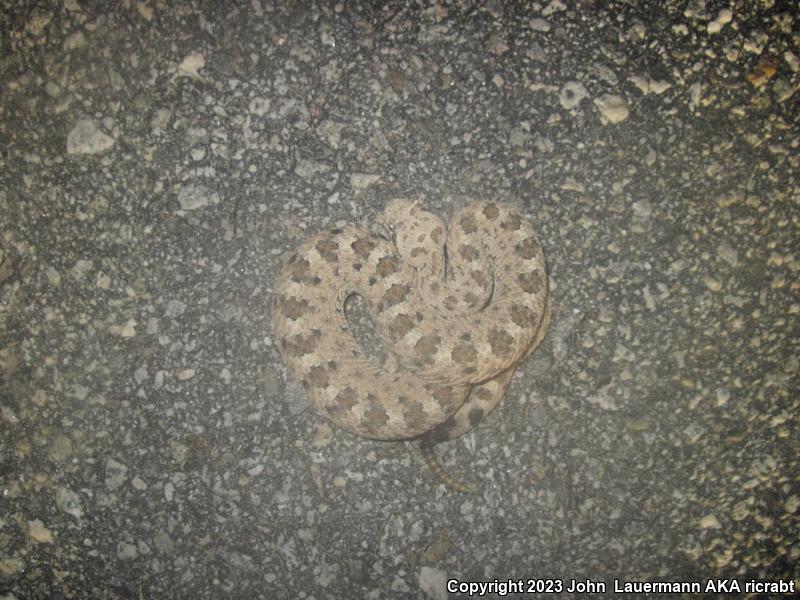 Mojave Desert Sidewinder (Crotalus cerastes cerastes)