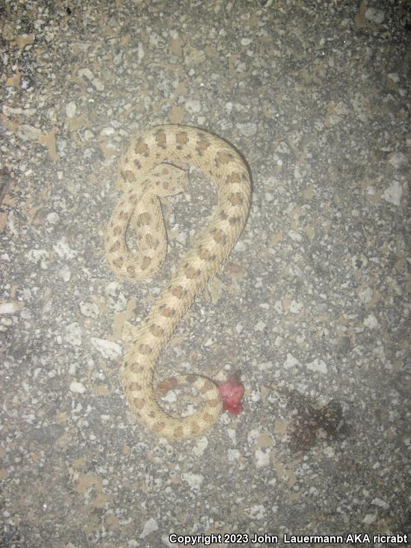 Mojave Desert Sidewinder (Crotalus cerastes cerastes)