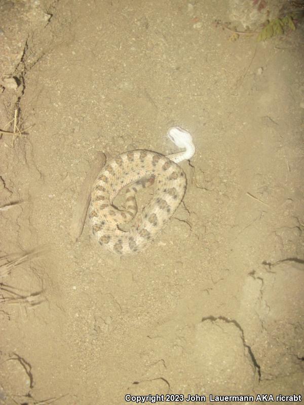 Mojave Desert Sidewinder (Crotalus cerastes cerastes)