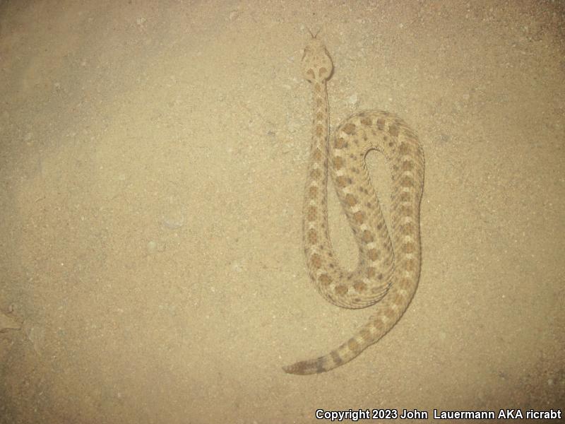 Mojave Desert Sidewinder (Crotalus cerastes cerastes)