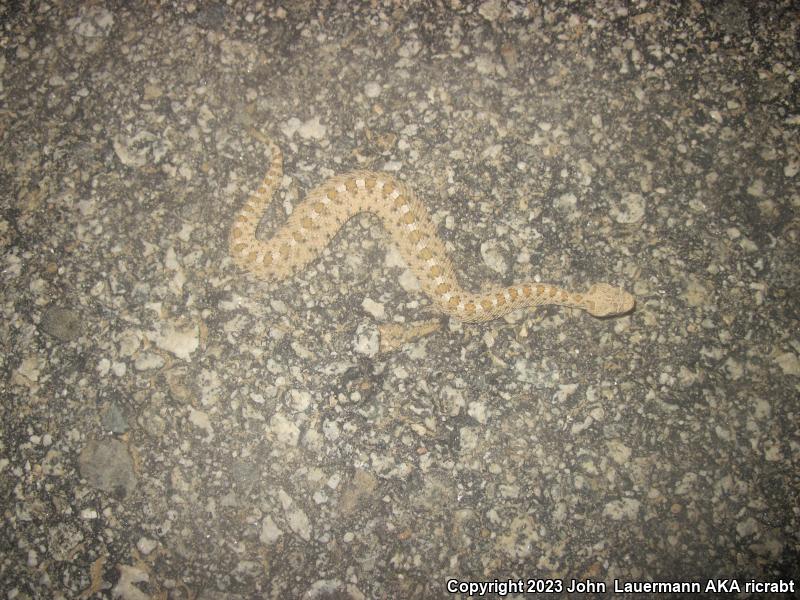 Mojave Desert Sidewinder (Crotalus cerastes cerastes)