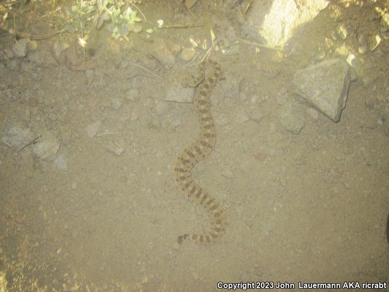 Mojave Desert Sidewinder (Crotalus cerastes cerastes)