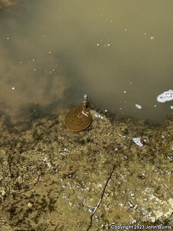 Eastern Spiny Softshell (Apalone spinifera spinifera)