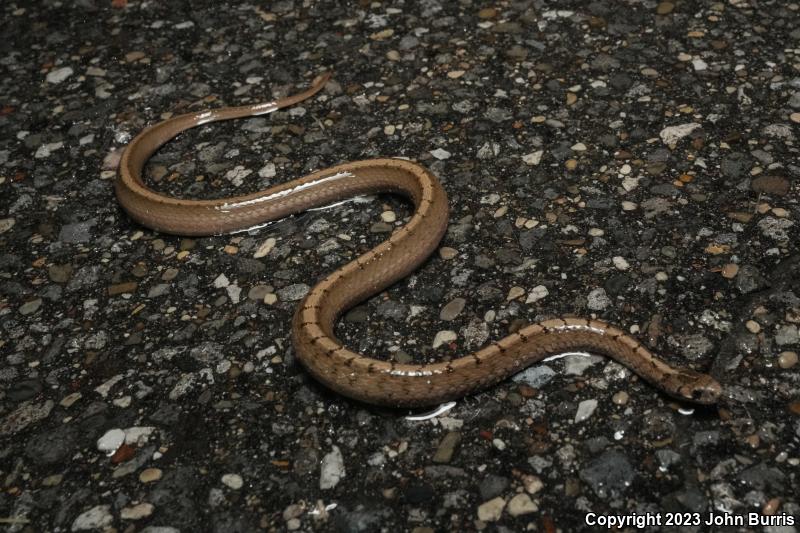 Midland Brownsnake (Storeria dekayi wrightorum)