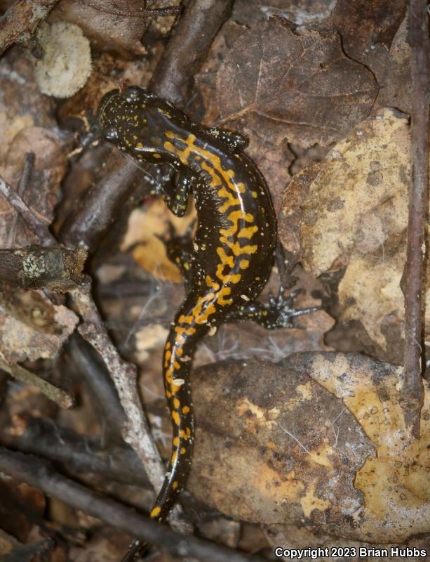 Santa Cruz Long-toed Salamander (Ambystoma macrodactylum croceum)