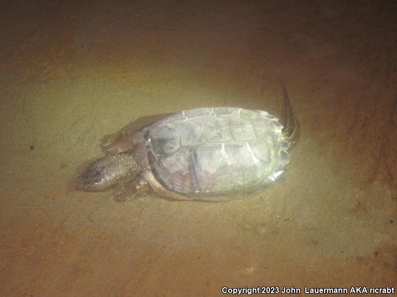 Eastern Snapping Turtle (Chelydra serpentina serpentina)