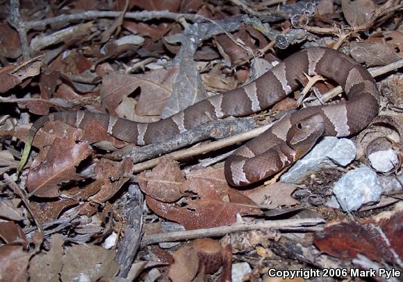 Broad-banded Copperhead (Agkistrodon contortrix laticinctus)