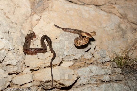 Baird's Ratsnake (Pantherophis bairdi)