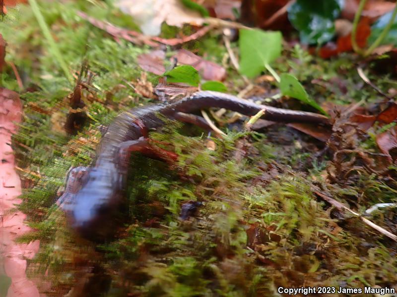 Dunn's Salamander (Plethodon dunni)