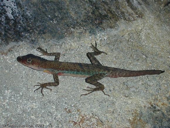 Barker's Anole (Anolis barkeri)