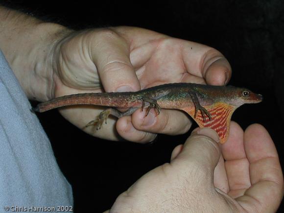 Barker's Anole (Anolis barkeri)