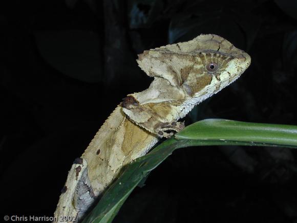 Hernandez's Helmeted Basilisk (Corytophanes hernandezii)