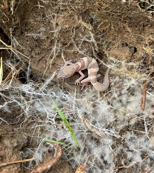 San Diego Banded Gecko (Coleonyx variegatus abbotti)