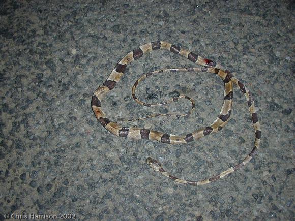 Cope's Blunthead Tree Snake (Imantodes cenchoa leucomelas)