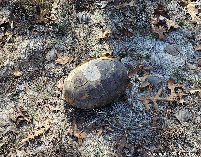 Gopher Tortoise (Gopherus polyphemus)