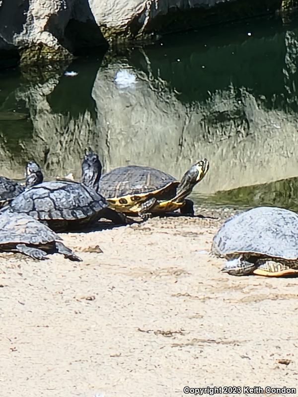 Yellow-bellied Slider (Trachemys scripta scripta)