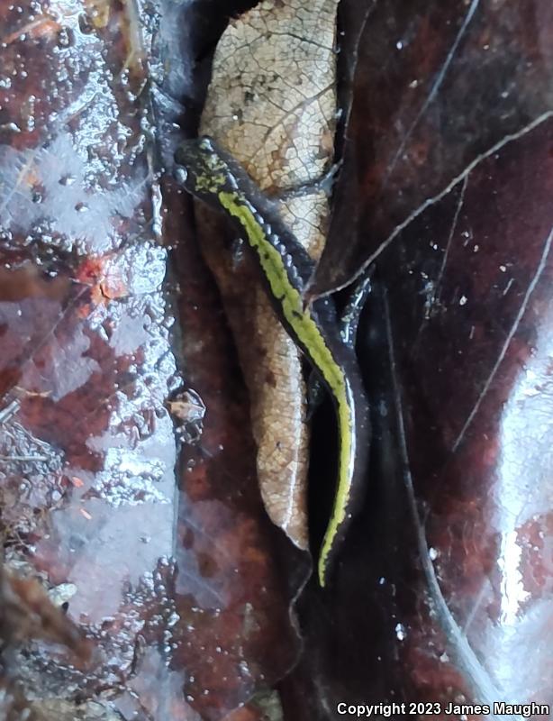 Western Long-toed Salamander (Ambystoma macrodactylum macrodactylum)