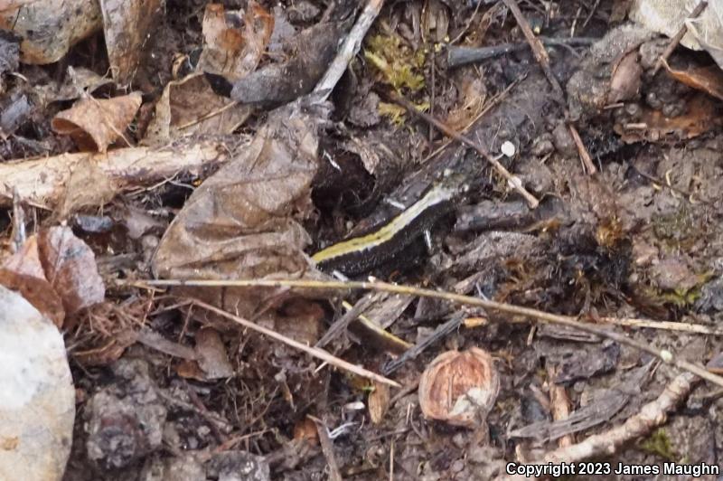 Western Long-toed Salamander (Ambystoma macrodactylum macrodactylum)