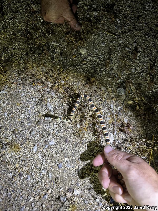 Colorado Desert Shovel-nosed Snake (Chionactis occipitalis annulata)