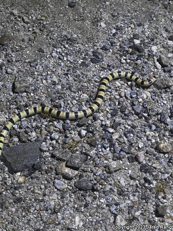 Colorado Desert Shovel-nosed Snake (Chionactis occipitalis annulata)