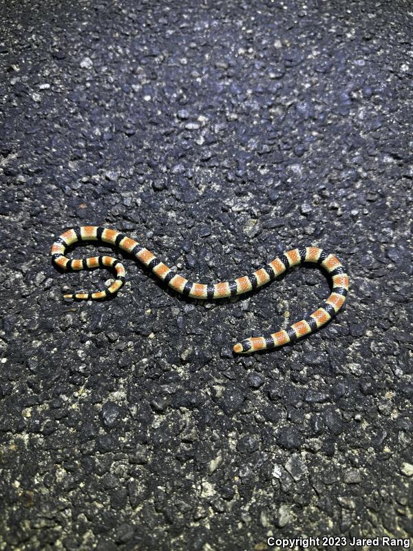 Colorado Desert Shovel-nosed Snake (Chionactis occipitalis annulata)