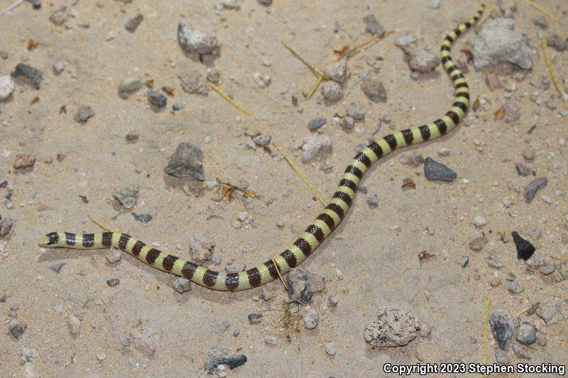 Western Shovel-nosed Snake (Chionactis occipitalis)