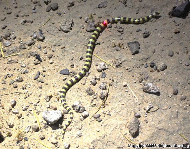 Western Shovel-nosed Snake (Chionactis occipitalis)