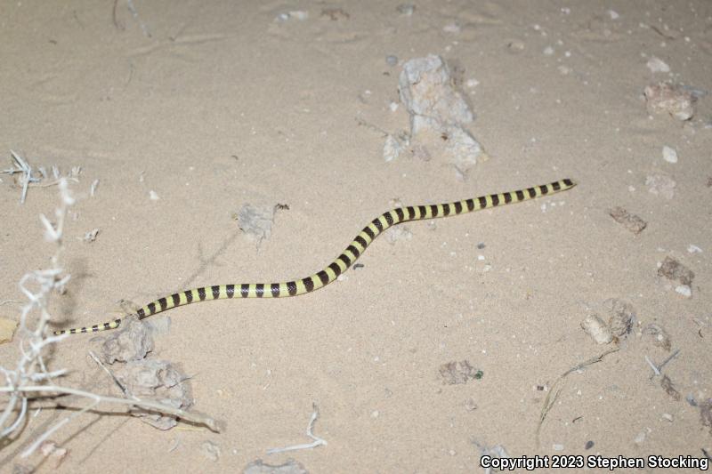 Western Shovel-nosed Snake (Chionactis occipitalis)