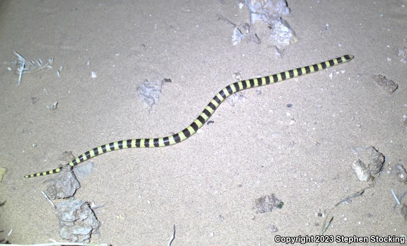 Western Shovel-nosed Snake (Chionactis occipitalis)