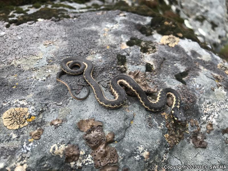 Sierra Gartersnake (Thamnophis couchii)