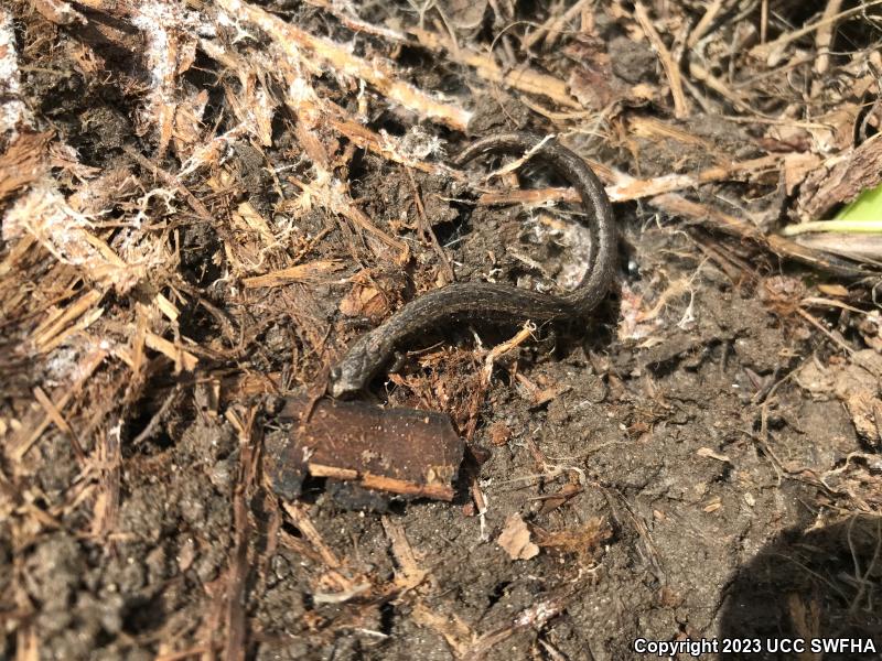 Gregarious Slender Salamander (Batrachoseps gregarius)